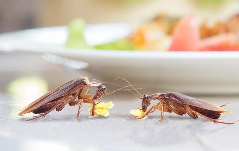 Cockroaches Control