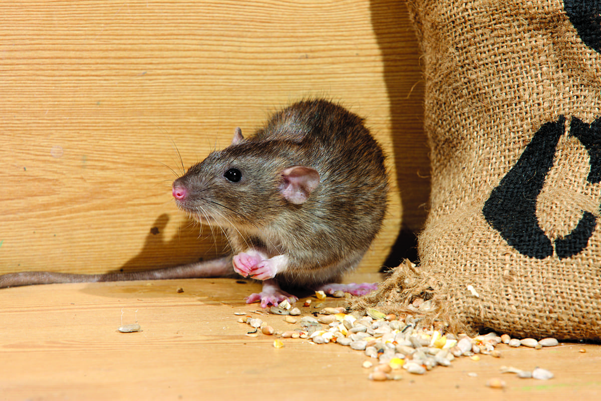 Rodent Control